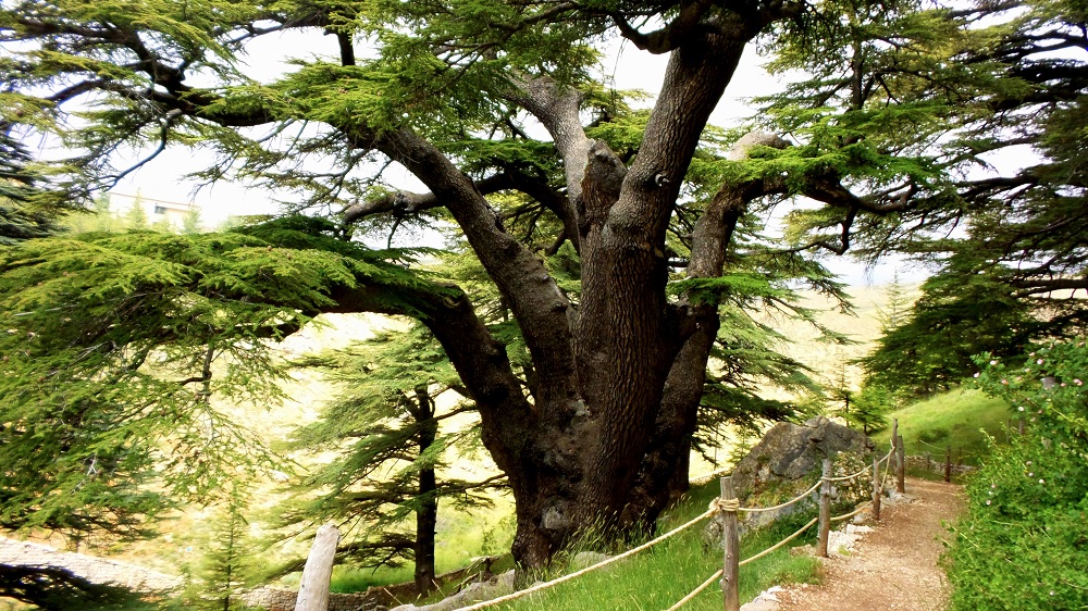 Cedars